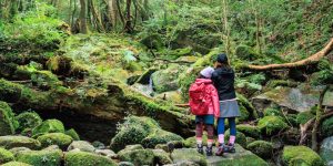 屋久島 白谷雲水峡の原生林コースでトレッキングをする親子