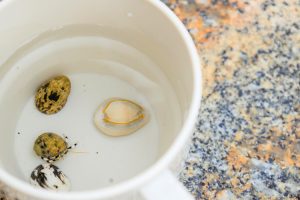 屋久島 いなか浜で貝殻拾い