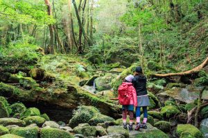 屋久島 白谷雲水峡の原生林コースでトレッキングをする親子