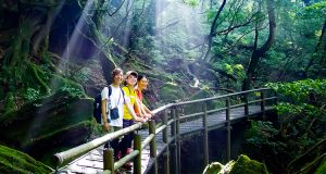 ヤクスギランド