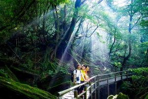 ヤクスギランド