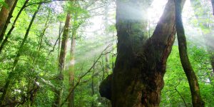 屋久島の自然豊かな森