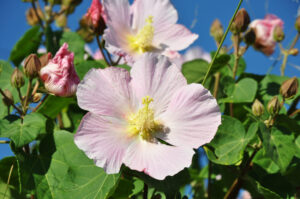 サンシマフヨウ