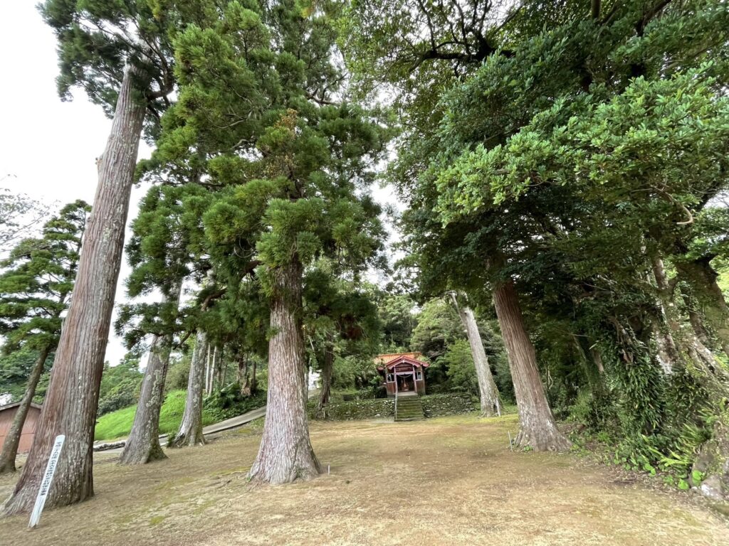 船行神社の屋久杉の画像
