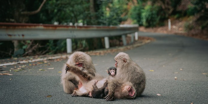 道路でくつろぐヤクシマザル