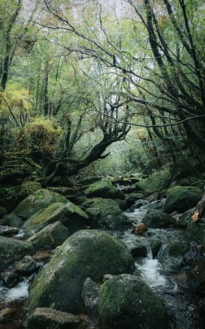 白谷雲水峡